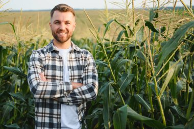 Gün batımında mısır tarlasında yakışıklı bir çiftçinin ya da tarım uzmanının portresi.