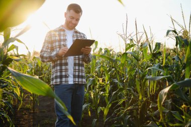A young agronomist inspects the quality of the corn crop on agricultural land. Farmer in a corn field on a hot sunny day.