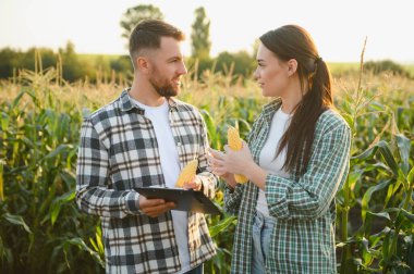Sulama mısır. İki çiftçi mısır tarlasında çalışıyor. tarım sulama konsepti. Çiftçilerden bir erkek ve bir kadın sulama işine karşı yeşil mısır filizleriyle tarlalarda çalışıyorlar.