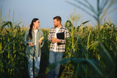 Bir grup çiftçi, bir adam ve bir kadın, tarladaki mısır mahsulünü inceliyorlar..