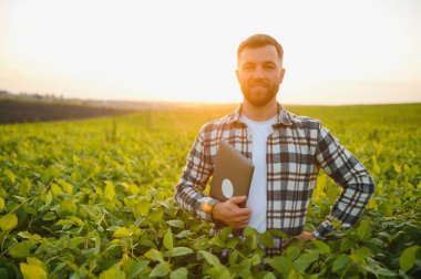 Soya tarlasında gün batımında duran çiftçi..