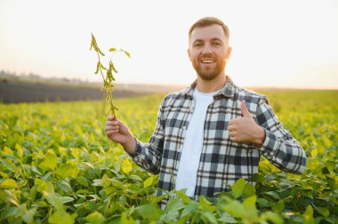 Agronomist tarlada yetişen soya fasulyesi ekinlerini inceliyor. Tarım üretim konsepti. Genç tarımcı yazın tarlada soya fasulyesi mahsulünü inceliyor. Soya tarlasında çiftçi