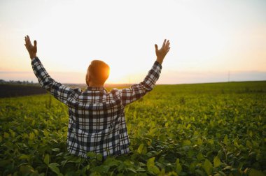 Genç çiftçi, soya fasulyesi şirketini inceliyor. Başparmak kaldırıyor..