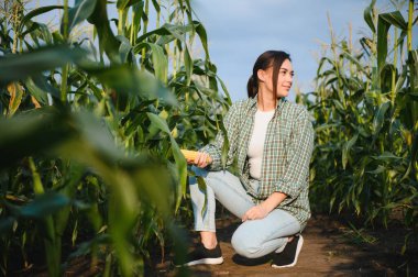 Kadın çiftçi tarım uzmanı mısır mahsullerinin kalite kontrolünü inceliyor ve denetliyor.
