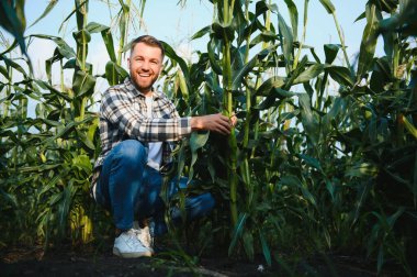 A young agronomist inspects the quality of the corn crop on agricultural land. Farmer in a corn field on a hot sunny day.