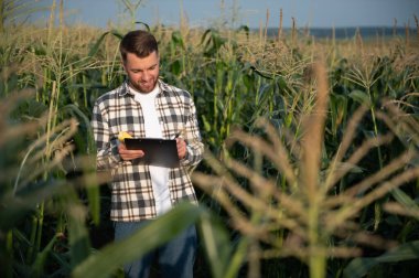 A young agronomist inspects the quality of the corn crop on agricultural land. Farmer in a corn field on a hot sunny day.