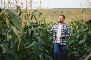 Gün batımında mısır tarlasında yakışıklı bir çiftçinin ya da tarım uzmanının portresi.
