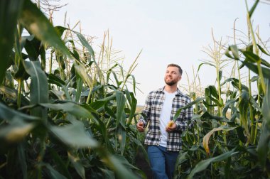 Bir adam mısır tarlasını teftiş ediyor ve zararlıları arıyor. Başarılı çiftçi ve tarım sektörü.