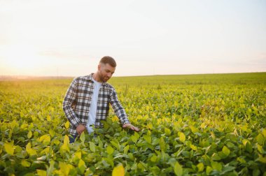 Bir çiftçi yeşil fasulye tarlasını teftiş eder. Hasat konsepti.