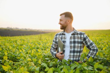 Bir çiftçi yeşil fasulye tarlasını teftiş eder. Hasat konsepti.