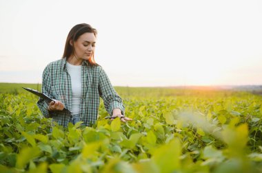 Gün batımında soya tarlasında genç bir kadın çiftçi..