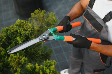 Çalıların, çalıların, ağaçların ve diğer bitkilerin görünümünü korumak için Pruning Works. Profesyonel Bahçe Düzenleyicisi Bahçe Makaslarıyla Fazla Büyümüş Sprigleri ve Yaprakları Kesiyor.