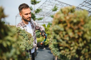 Çalıların, çalıların, ağaçların ve diğer bitkilerin görünümünü korumak için Pruning Works. Profesyonel Bahçe Düzenleyicisi Bahçe Makaslarıyla Fazla Büyümüş Sprigleri ve Yaprakları Kesiyor.