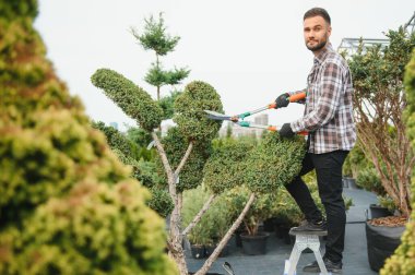 Çalıların, çalıların, ağaçların ve diğer bitkilerin görünümünü korumak için Pruning Works. Profesyonel Bahçe Düzenleyicisi Bahçe Makaslarıyla Fazla Büyümüş Sprigleri ve Yaprakları Kesiyor.