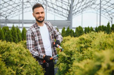 Çalıların, çalıların, ağaçların ve diğer bitkilerin görünümünü korumak için Pruning Works. Profesyonel Bahçe Düzenleyicisi Bahçe Makaslarıyla Fazla Büyümüş Sprigleri ve Yaprakları Kesiyor.