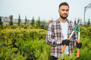 Çalıların, çalıların, ağaçların ve diğer bitkilerin görünümünü korumak için Pruning Works. Profesyonel Bahçe Düzenleyicisi Bahçe Makaslarıyla Fazla Büyümüş Sprigleri ve Yaprakları Kesiyor.