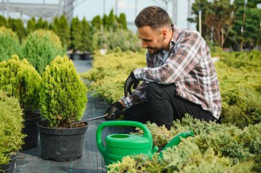 Genç bir bahçıvan bir ağacı makasla keser. Bahçe ve ağaç dükkanı konsepti.