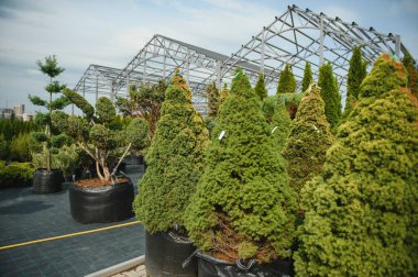 Bahçe dükkanında farklı türde böğürtlen tohumları var..