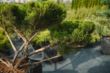 Yazın ağaç bakımı ve dekoratif ağaç dükkanı. Bahçıvanlık. Yüksek kalite fotoğraf