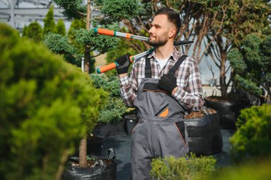 Bahçe işçisi, ağaçları makasla buduyor..