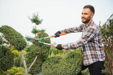 Çalıların, çalıların, ağaçların ve diğer bitkilerin görünümünü korumak için Pruning Works. Profesyonel Bahçe Düzenleyicisi Bahçe Makaslarıyla Fazla Büyümüş Sprigleri ve Yaprakları Kesiyor.
