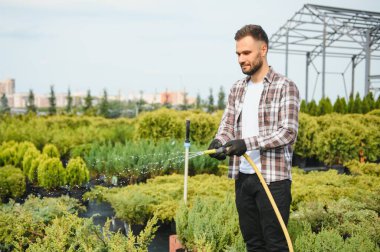 Genç bir bahçıvan bir ağacı makasla keser. Bahçe ve ağaç dükkanı konsepti.