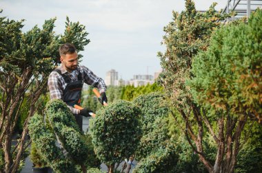 Çalıların, çalıların, ağaçların ve diğer bitkilerin görünümünü korumak için Pruning Works. Profesyonel Bahçe Düzenleyicisi Bahçe Makaslarıyla Fazla Büyümüş Sprigleri ve Yaprakları Kesiyor.