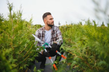 Çalıların, çalıların, ağaçların ve diğer bitkilerin görünümünü korumak için Pruning Works. Profesyonel Bahçe Düzenleyicisi Bahçe Makaslarıyla Fazla Büyümüş Sprigleri ve Yaprakları Kesiyor.