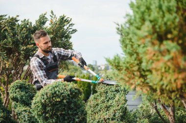 Bahçıvan ağaçları buduyor..