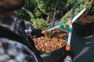 Bahçıvan ağaçları buduyor..