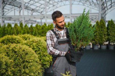 Çiçekçide elinde eşkıya saksısı tutan genç bir satıcı..