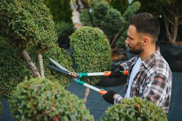 stock image Garden worker trimming trees with scissors.