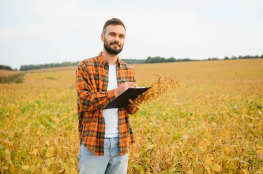 Agronomist tarlada yetişen soya fasulyesi ekinlerini inceliyor. Tarım üretim konsepti. Genç tarımcı yazın tarlada soya fasulyesi mahsulünü inceliyor. Soya tarlasında çiftçi