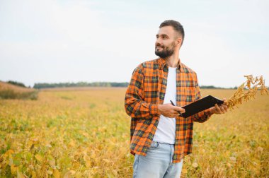 Soya tarlasında tarımcı çiftçi hasattan önce ekinleri kontrol ediyor. Organik gıda üretimi ve yetiştirilmesi.