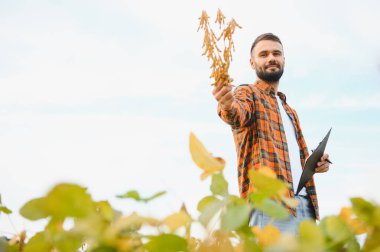 Agronomist tarlada yetişen soya fasulyesi ekinlerini inceliyor. Tarım üretim konsepti. Genç tarımcı yazın tarlada soya fasulyesi mahsulünü inceliyor. Soya tarlasında çiftçi
