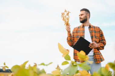 Soya tarlasında tarımcı çiftçi hasattan önce ekinleri kontrol ediyor. Organik gıda üretimi ve yetiştirilmesi.