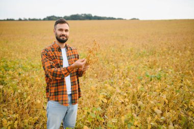 Bir çiftçi tarlada yetişen soya fasulyelerini inceliyor. Tarım.