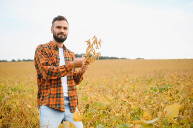 Çiftçi soya tarlasında duran ekinleri izliyor. Toprakları araştıran tarımcı.