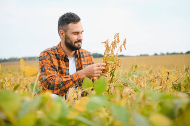 Bir çiftçi tarlada yetişen soya fasulyelerini inceliyor. Tarım.