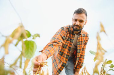 Agronomist tarlada yetişen soya fasulyesi ekinlerini inceliyor. Tarım üretim konsepti. Genç tarımcı yazın tarlada soya fasulyesi mahsulünü inceliyor. Soya tarlasında çiftçi