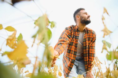 Bir çiftçi tarlada yetişen soya fasulyelerini inceliyor. Tarım.