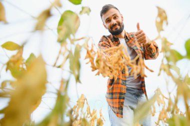 Agronomist tarlada yetişen soya fasulyesi ekinlerini inceliyor. Tarım üretim konsepti. Genç tarımcı yazın tarlada soya fasulyesi mahsulünü inceliyor. Soya tarlasında çiftçi