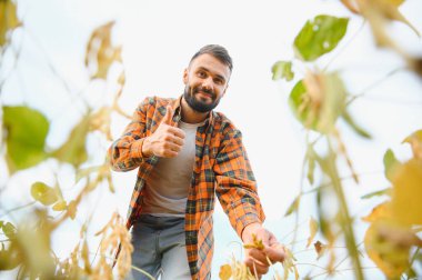 Soya tarlasında tarım yapan çiftçi. Tarım ürünlerinin büyümesini kontrol etmek.