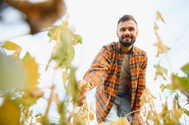 Agronomist tarlada yetişen soya fasulyesi ekinlerini inceliyor. Tarım üretim konsepti. Genç tarımcı yazın tarlada soya fasulyesi mahsulünü inceliyor. Soya tarlasında çiftçi