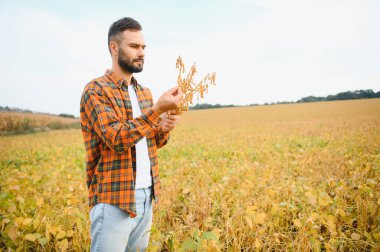 Soya tarlasında tarım yapan çiftçi. Tarım ürünlerinin büyümesini kontrol etmek.