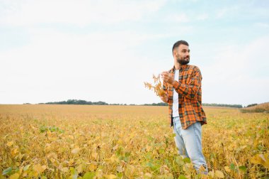Agronomist tarlada yetişen soya fasulyesi ekinlerini inceliyor. Tarım üretim konsepti. Genç tarımcı yazın tarlada soya fasulyesi mahsulünü inceliyor. Soya tarlasında çiftçi