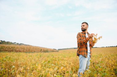 Soya tarlasında tarım yapan çiftçi. Tarım ürünlerinin büyümesini kontrol etmek.