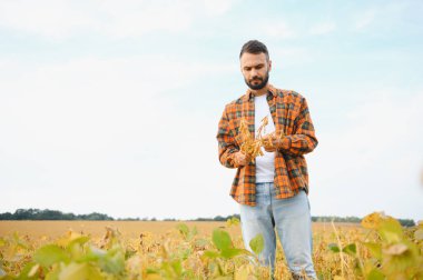 Çiftçi soya tarlasında duran ekinleri izliyor. Toprakları araştıran tarımcı.
