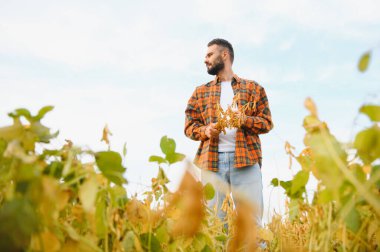 Agronomist tarlada yetişen soya fasulyesi ekinlerini inceliyor. Tarım üretim konsepti. Genç tarımcı yazın tarlada soya fasulyesi mahsulünü inceliyor. Soya tarlasında çiftçi