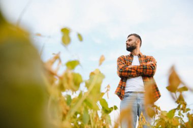 Soya tarlasında çiftçi ya da tarım uzmanı gün batımında mahsulü inceliyor..